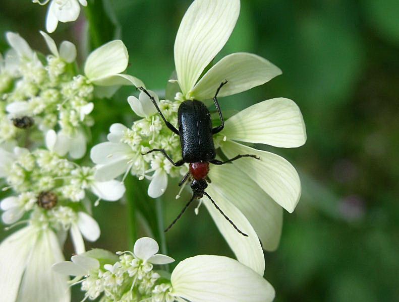 Cerambycidae: Dinoptera collaris